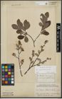 Foto von Salix appendiculata Vill. x Salix aurita L.